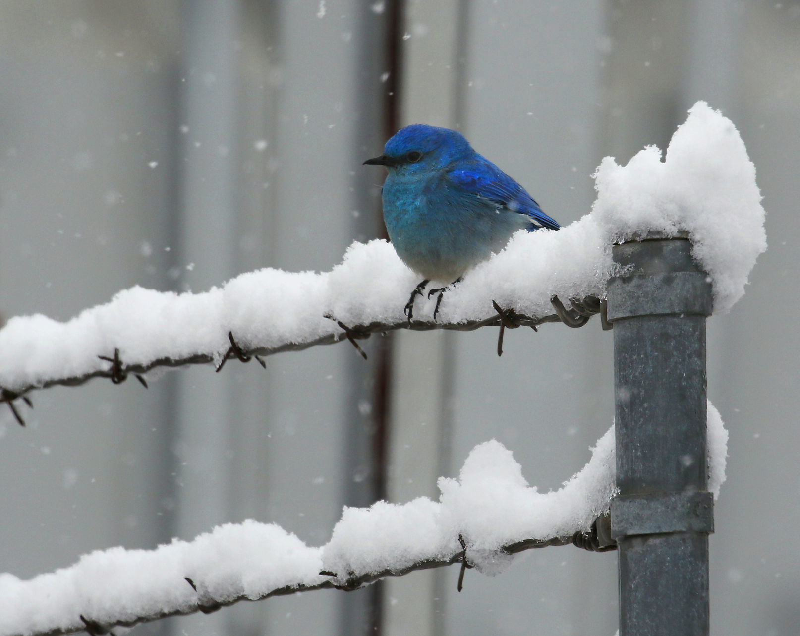 Blue Bird